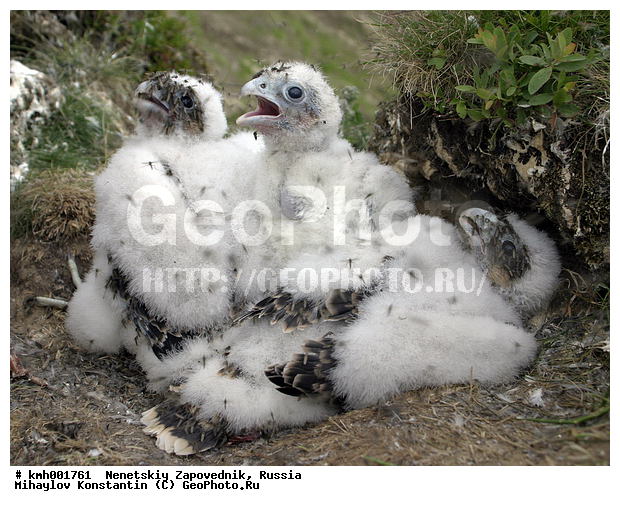 �������� ������, ��������, ��������, ��������, �����������, ������ �����, ������ �����, XYZ, ���������, Falconidae, ������, Falco peregrinus